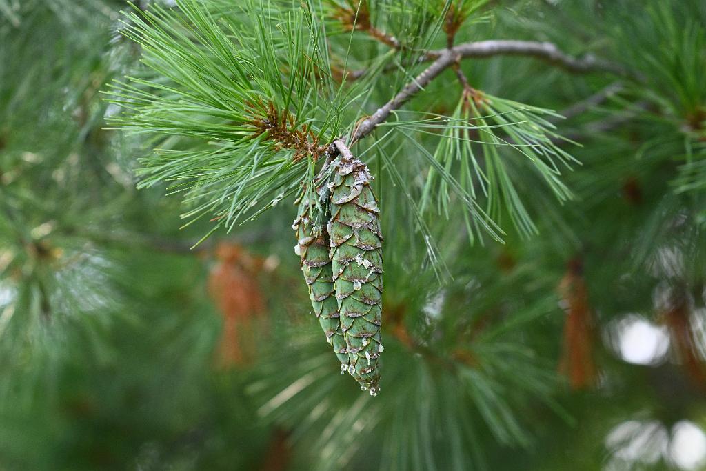 2025-07199783 Tower Hill Botanic Garden, MA.JPG - chinese White Pine (Pinus armandii). New England Botanic Garden at Tower Hill, MA, 7-19-2025